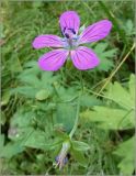 Geranium palustre