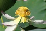 Nelumbo caspica