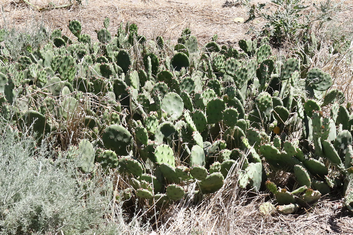 Image of Opuntia humifusa specimen.