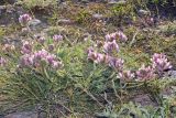 Oxytropis pilosissima