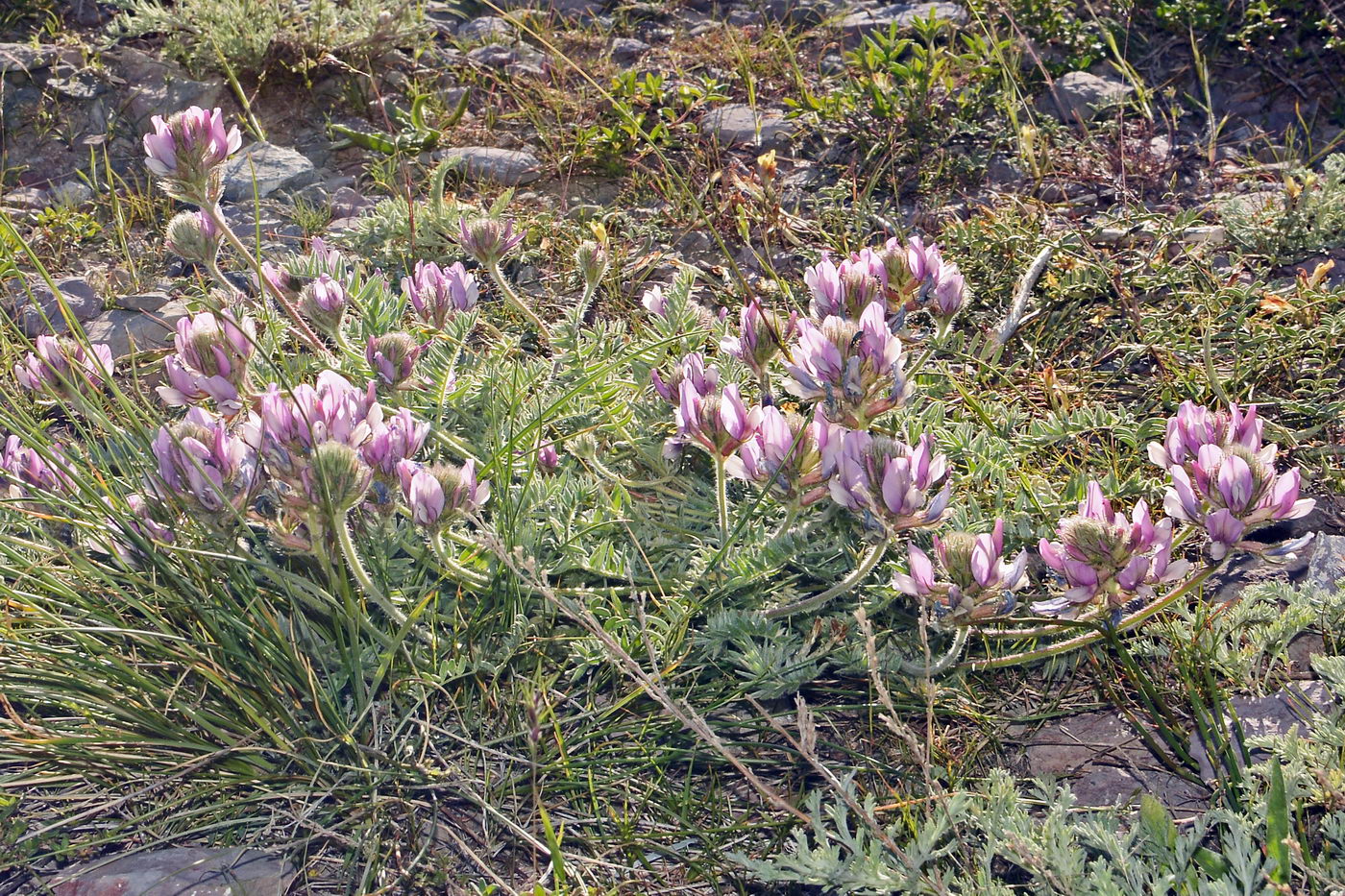 Изображение особи Oxytropis pilosissima.