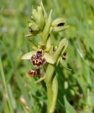 Ophrys umbilicata