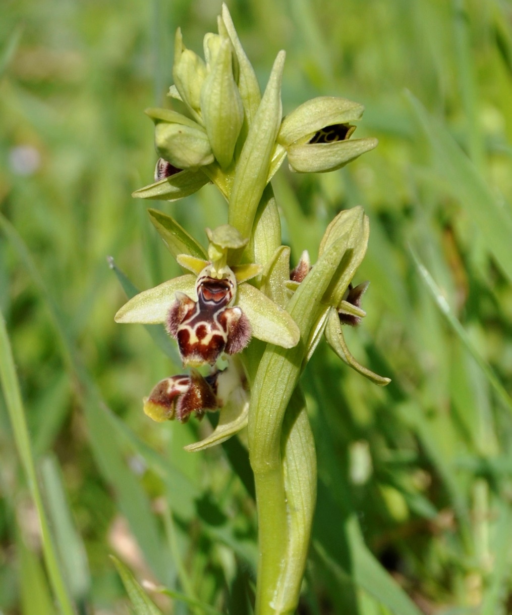 Изображение особи Ophrys umbilicata.