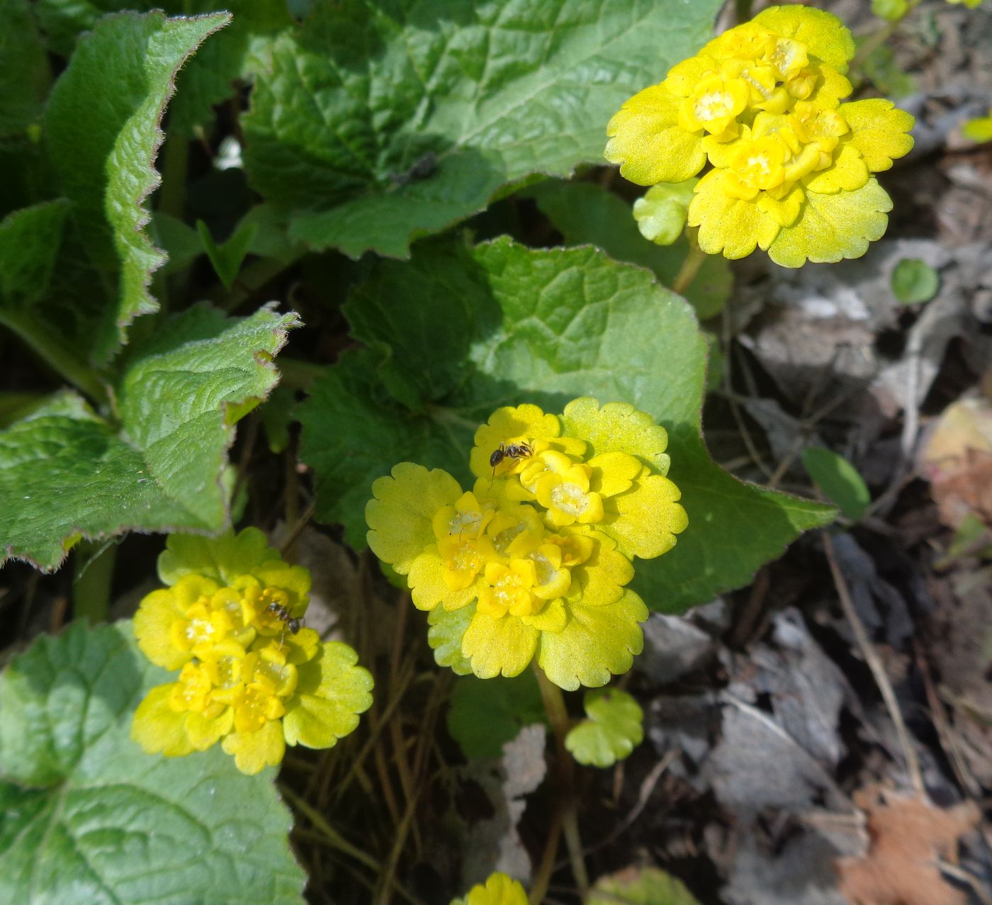 Image of Chrysosplenium alternifolium specimen.