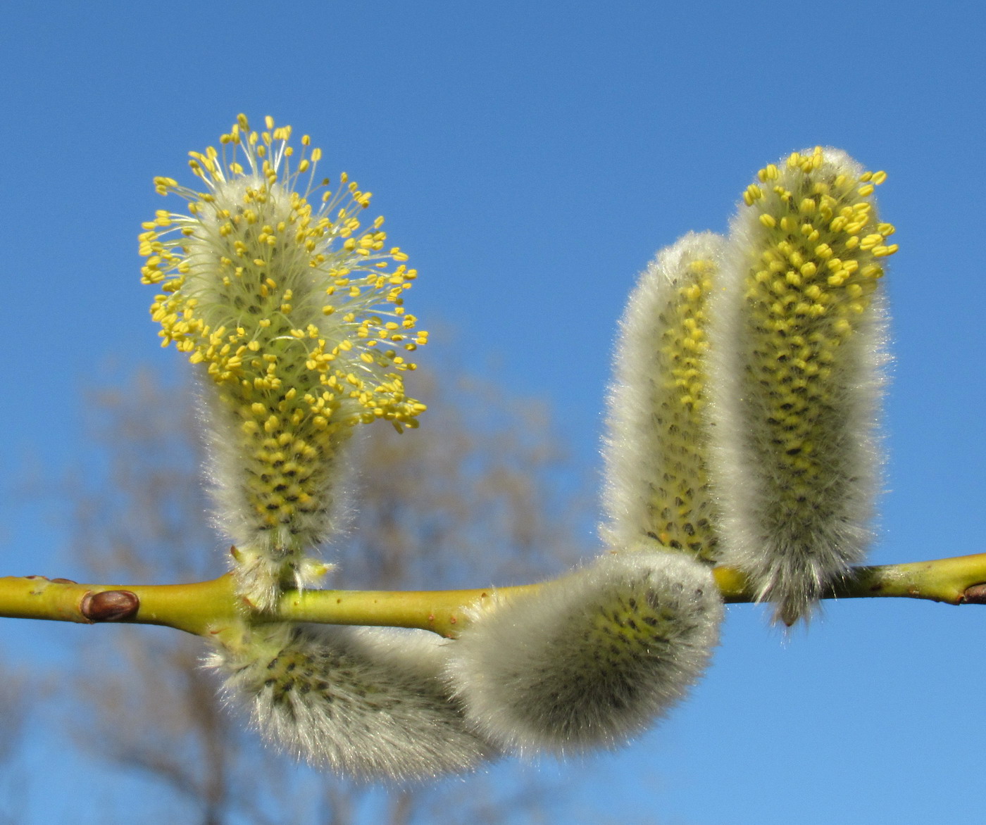 Image of Salix rorida specimen.