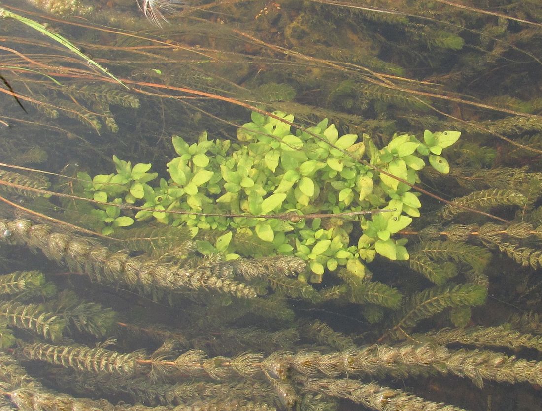 Image of Veronica beccabunga specimen.