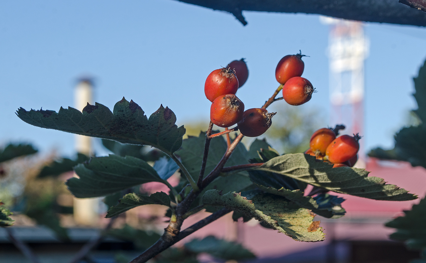 Изображение особи род Sorbus.