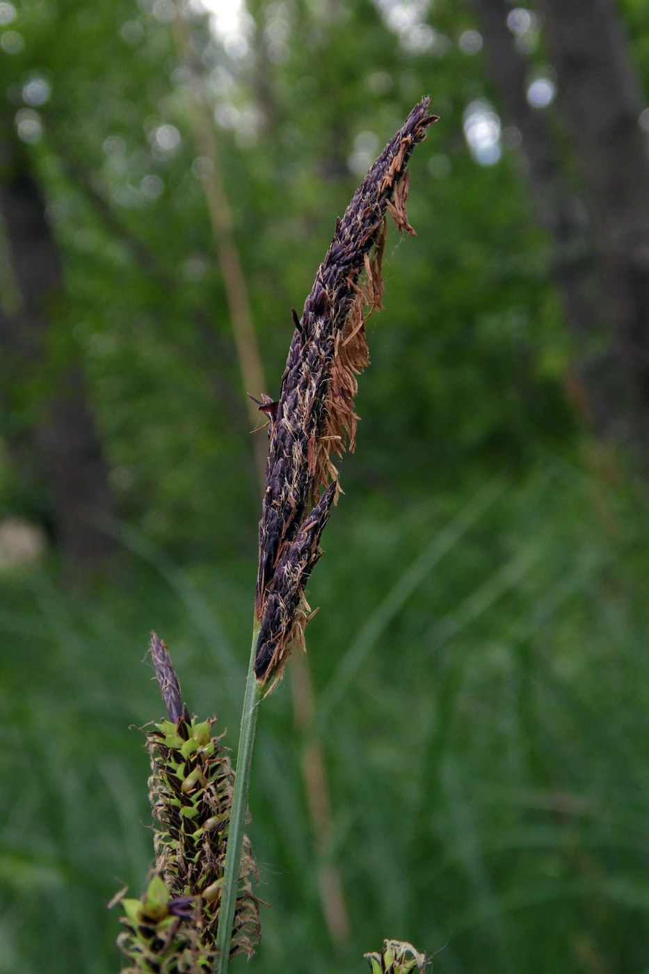 Изображение особи Carex acutiformis.