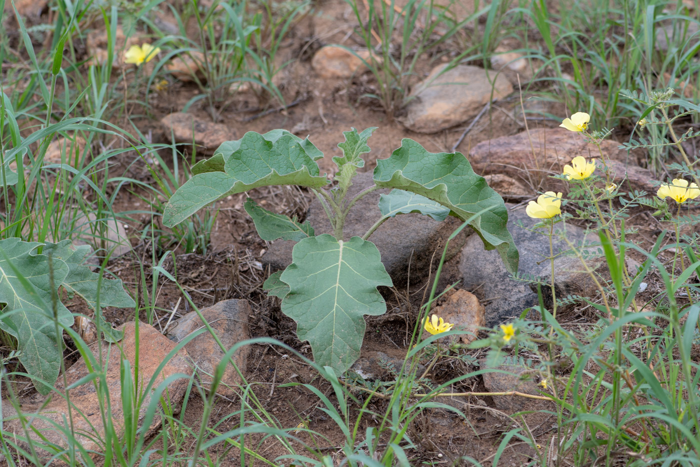 Изображение особи Solanum lichtensteinii.