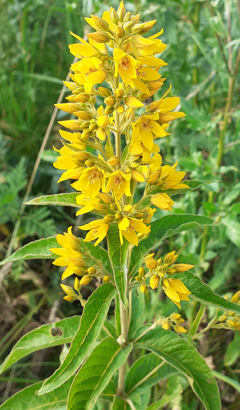 Изображение особи Lysimachia vulgaris.