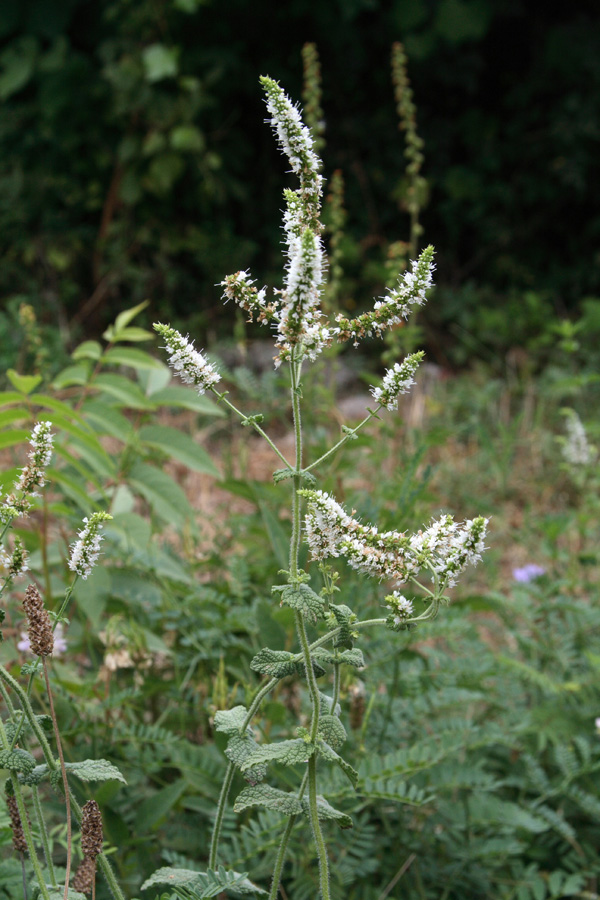 Image of Mentha suaveolens specimen.