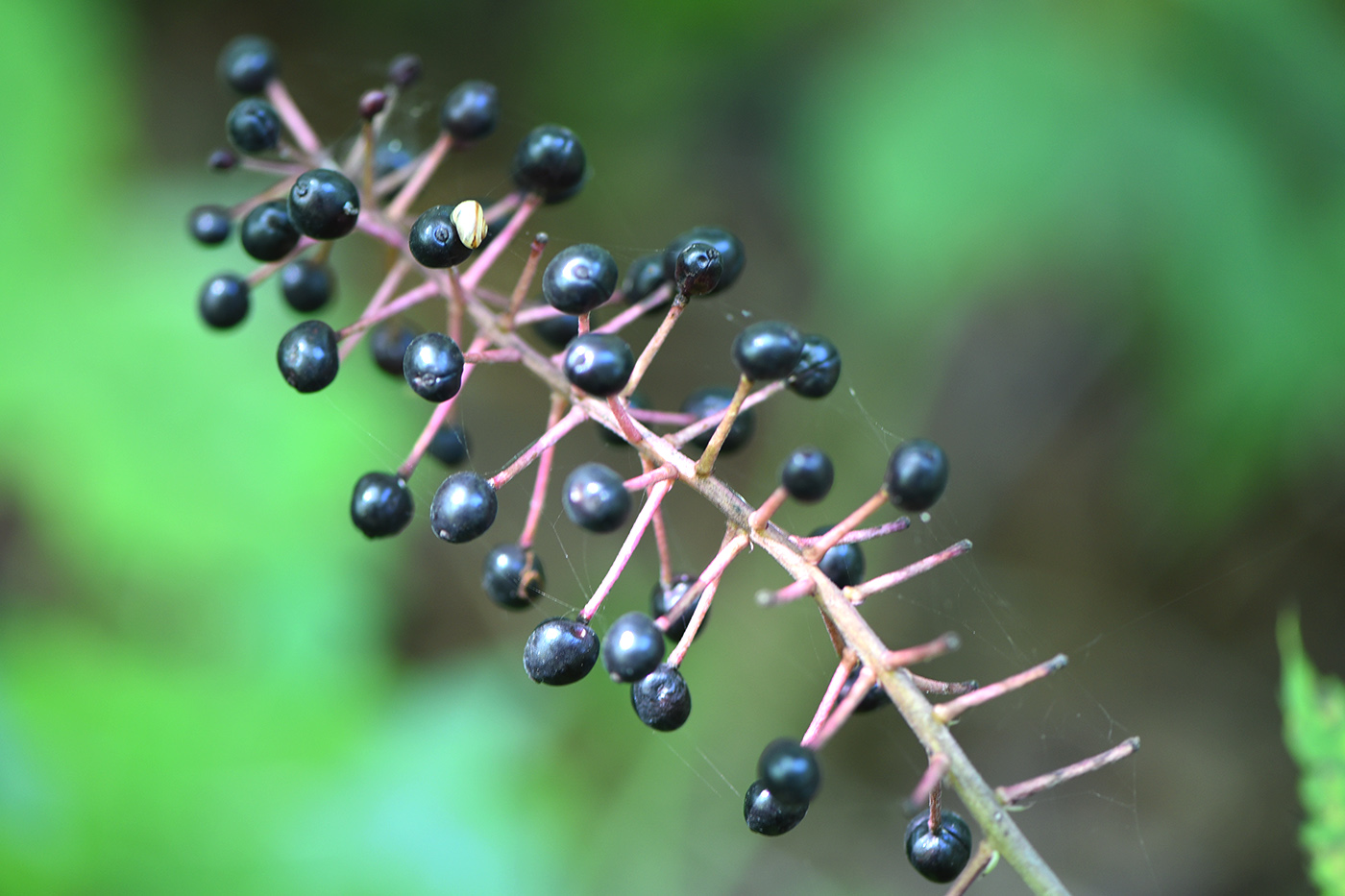 Изображение особи Actaea asiatica.