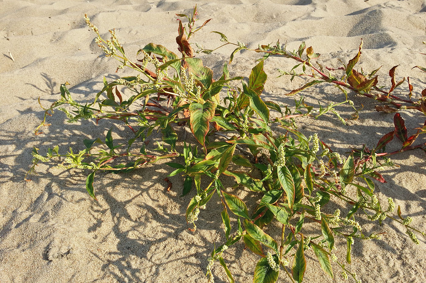 Image of Persicaria lapathifolia specimen.