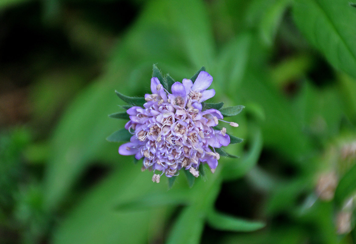 Image of Knautia arvensis specimen.