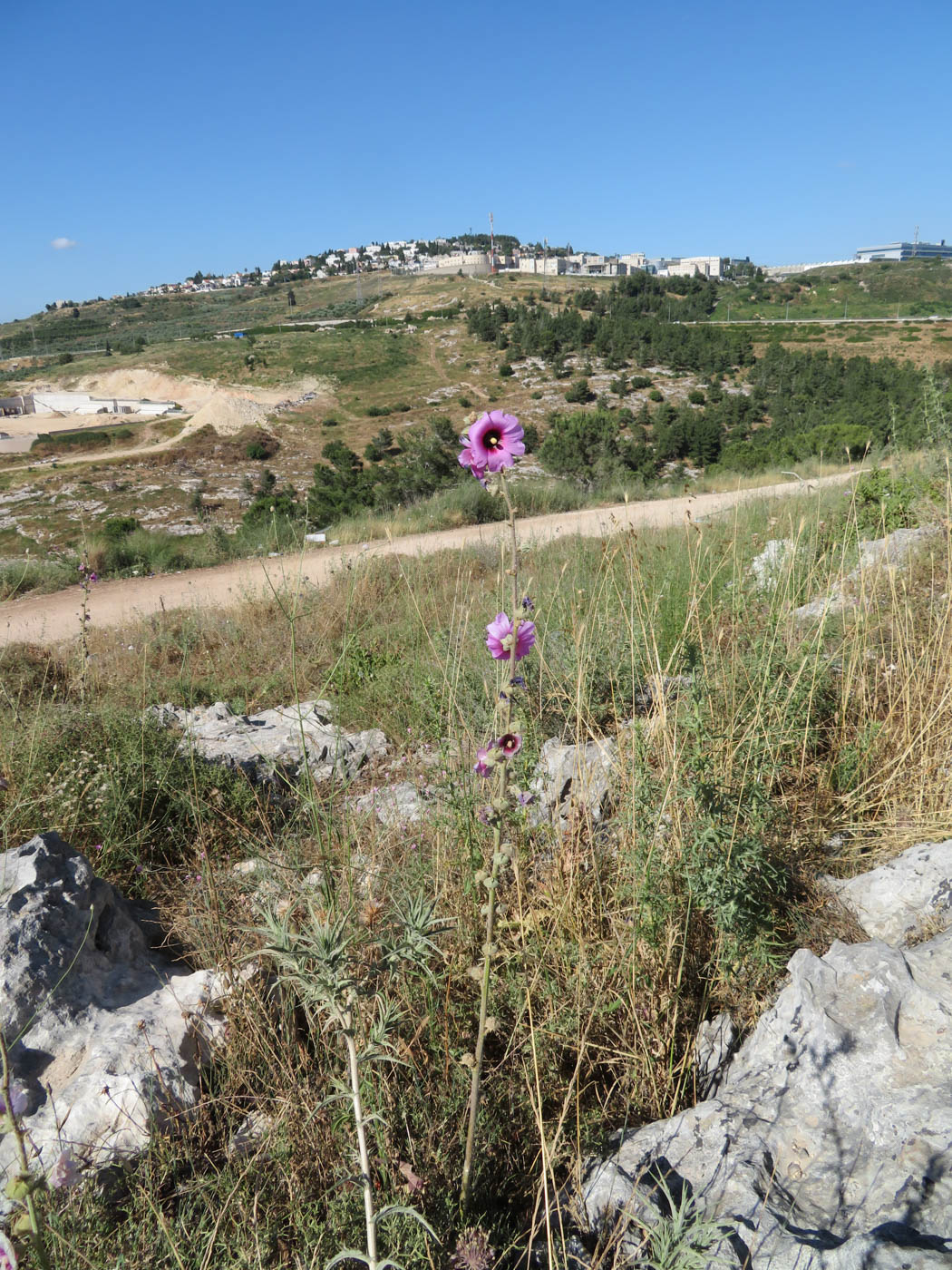 Изображение особи Alcea setosa.