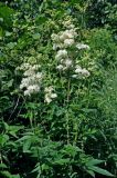 Filipendula ulmaria. Верхушки цветущих растений. Московская обл., Раменский гор. округ, окр. пос. Гжель, берег карьера. 01.07.2020.