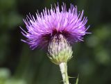 Cirsium tuberosum