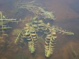 Potamogeton perfoliatus