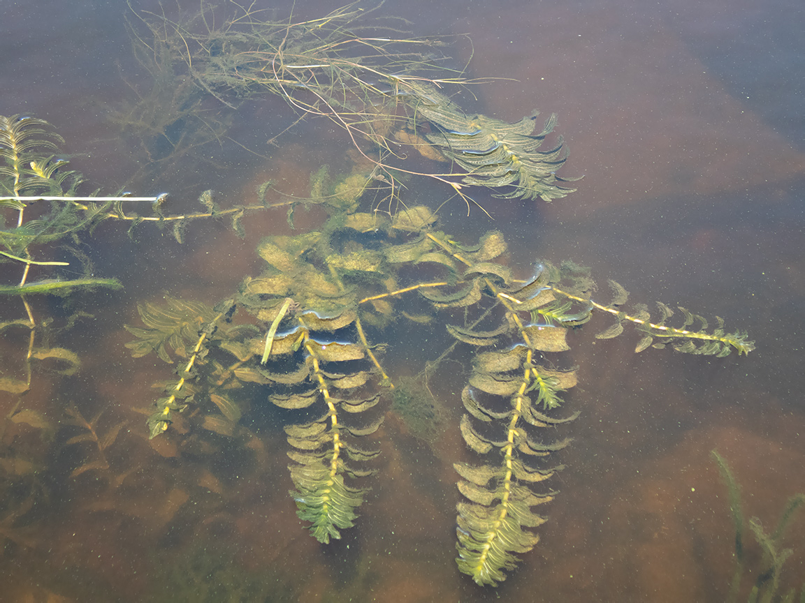 Изображение особи Potamogeton perfoliatus.