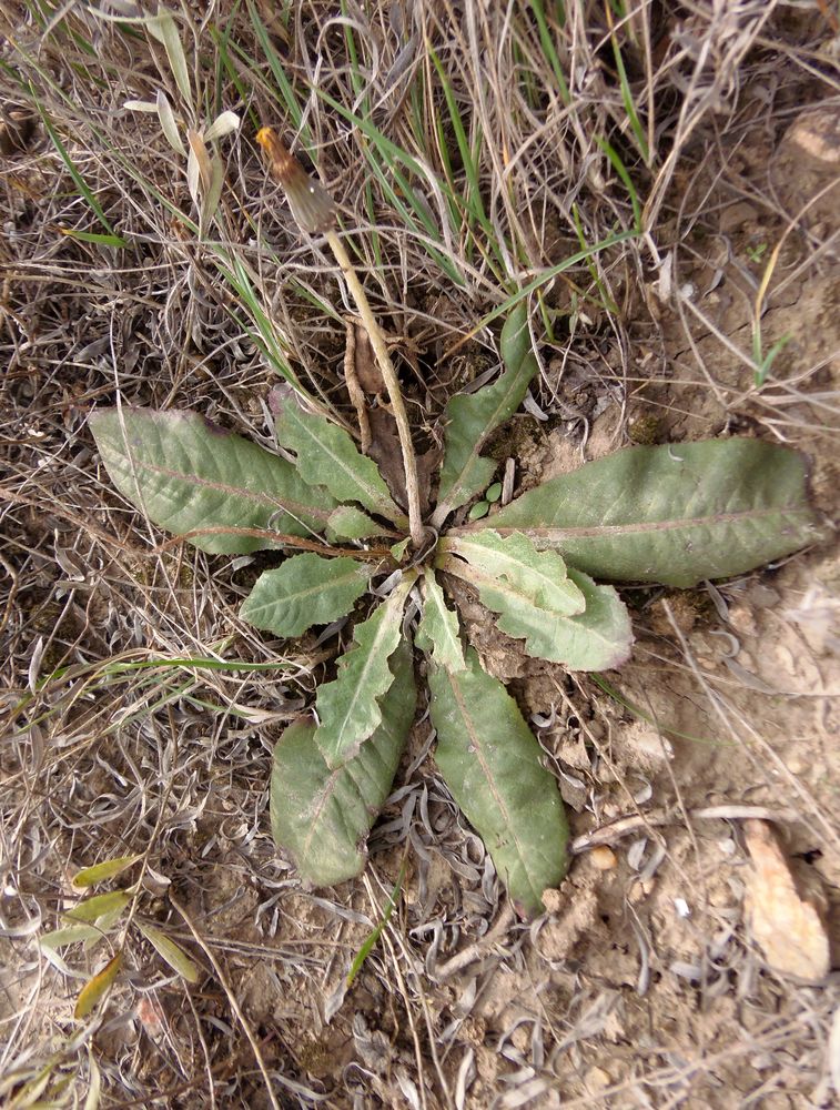 Изображение особи Taraxacum serotinum.