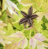 Paeonia suffruticosa