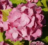 Hydrangea macrophylla. Соцветие. Подмосковье, Одинцовский р-н, с. Успенское, в культуре. Август 2020 г.