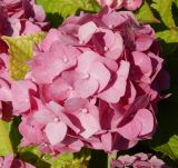 Hydrangea macrophylla