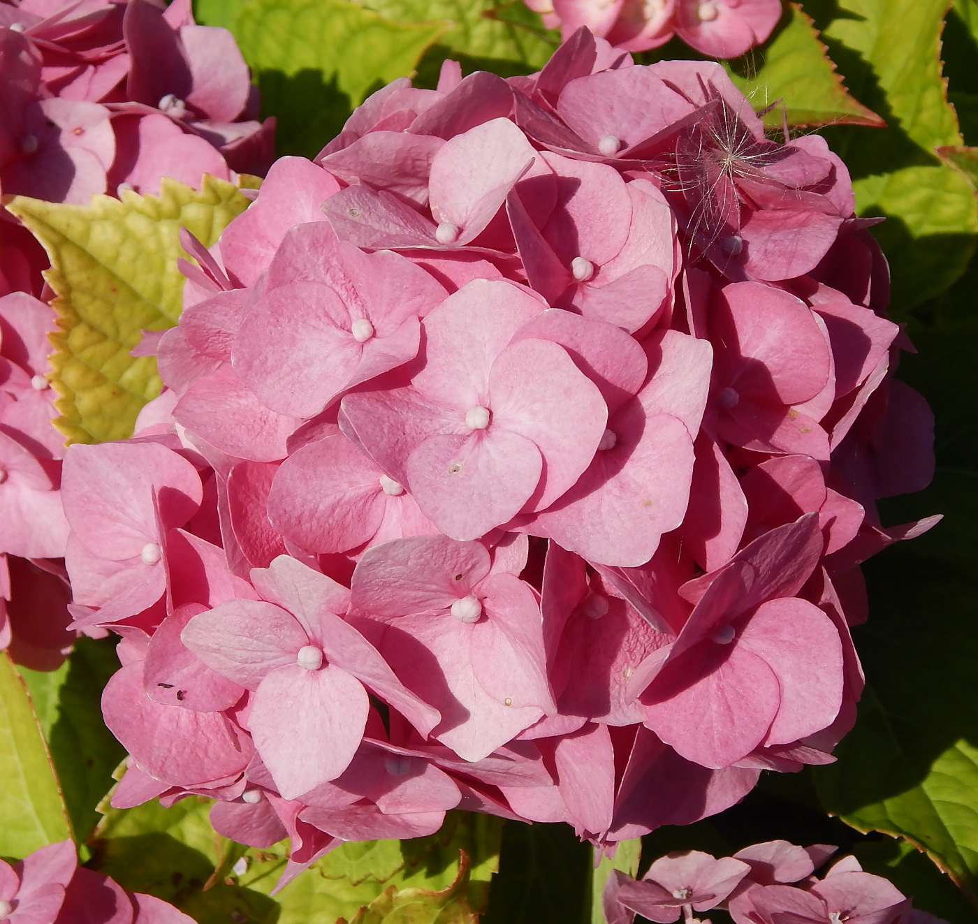 Image of Hydrangea macrophylla specimen.