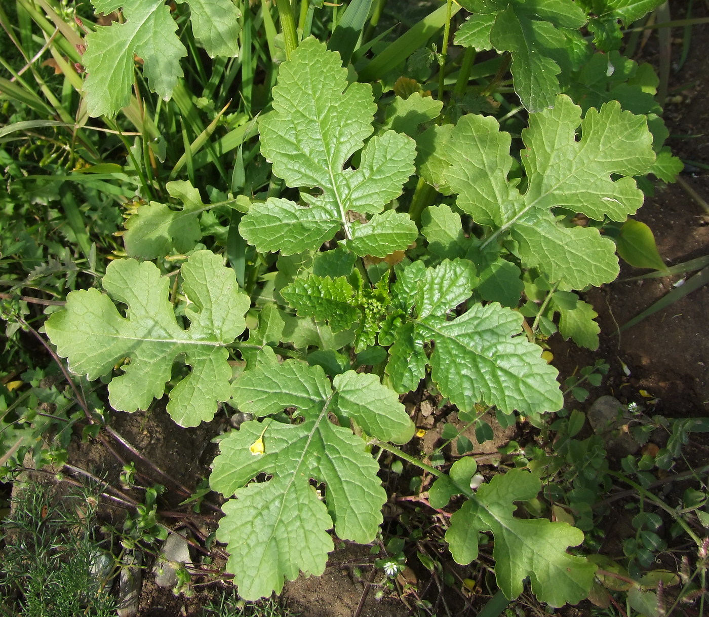 Image of Sinapis alba specimen.