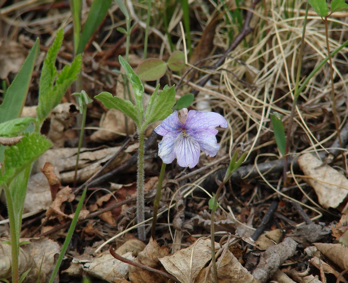 Image of Viola dactyloides specimen.