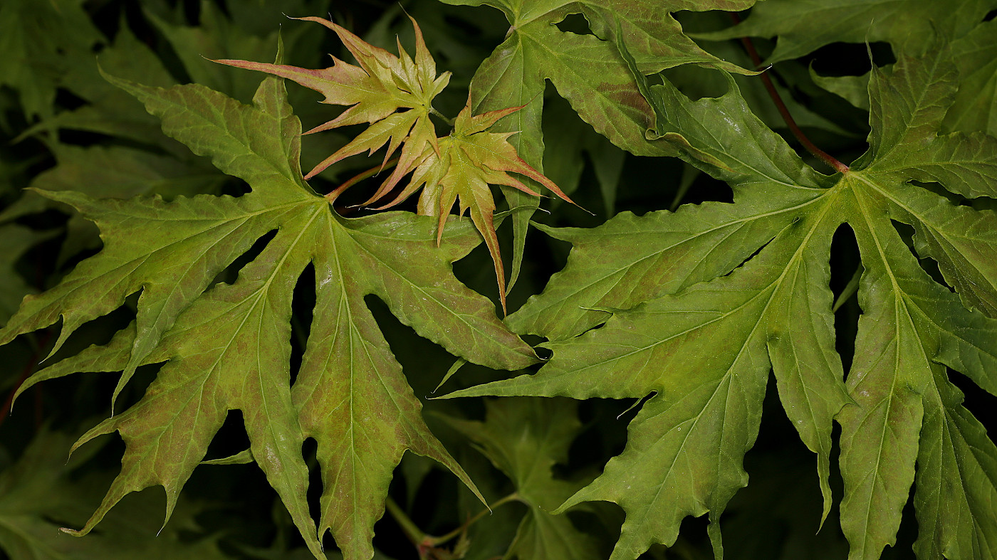 Image of Acer platanoides f. palmatifidum specimen.