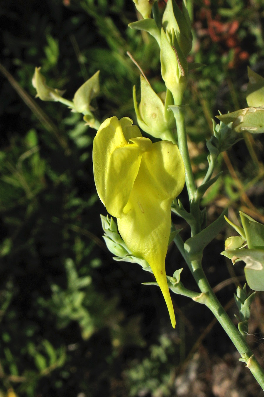 Изображение особи Linaria genistifolia ssp. dalmatica.