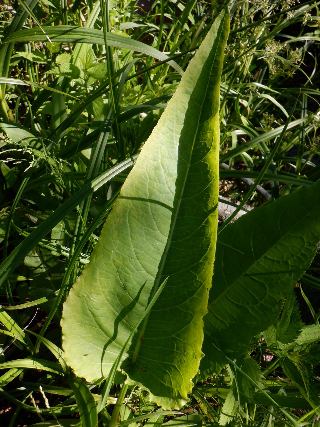 Image of Rumex aquaticus specimen.