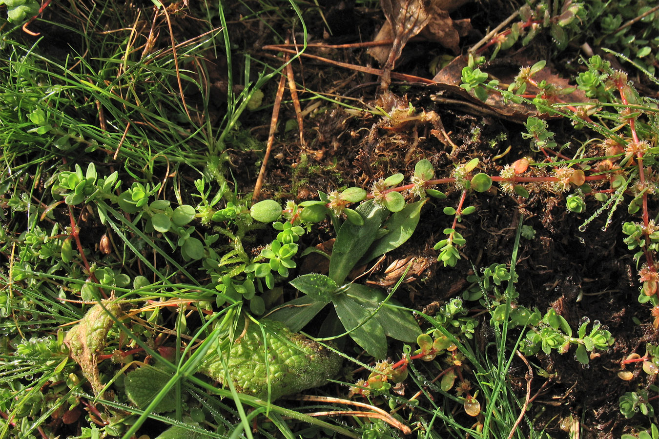 Image of Illecebrum verticillatum specimen.
