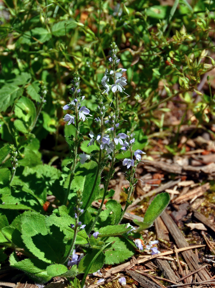 Image of Veronica officinalis specimen.