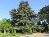 Cedrus atlantica. Взрослое дерево. Таджикистан, г. Душанбе, Ботанический сад. 13.06.2017.