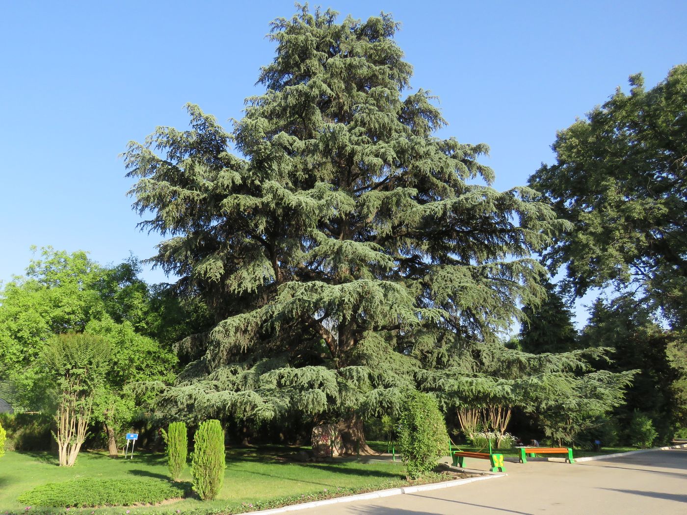 Image of Cedrus atlantica specimen.