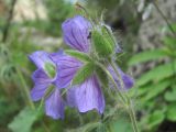 Geranium platypetalum. Цветки. Кабардино-Балкария, Эльбрусский р-н, окр. с. Нейтрино, ок. 1850 м н.у.м., редколесье. 09.07.2020.