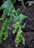 Atriplex sagittata