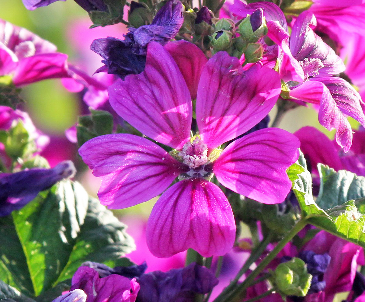 Image of Malva mauritiana specimen.