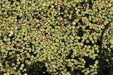 Spirodela polyrhiza