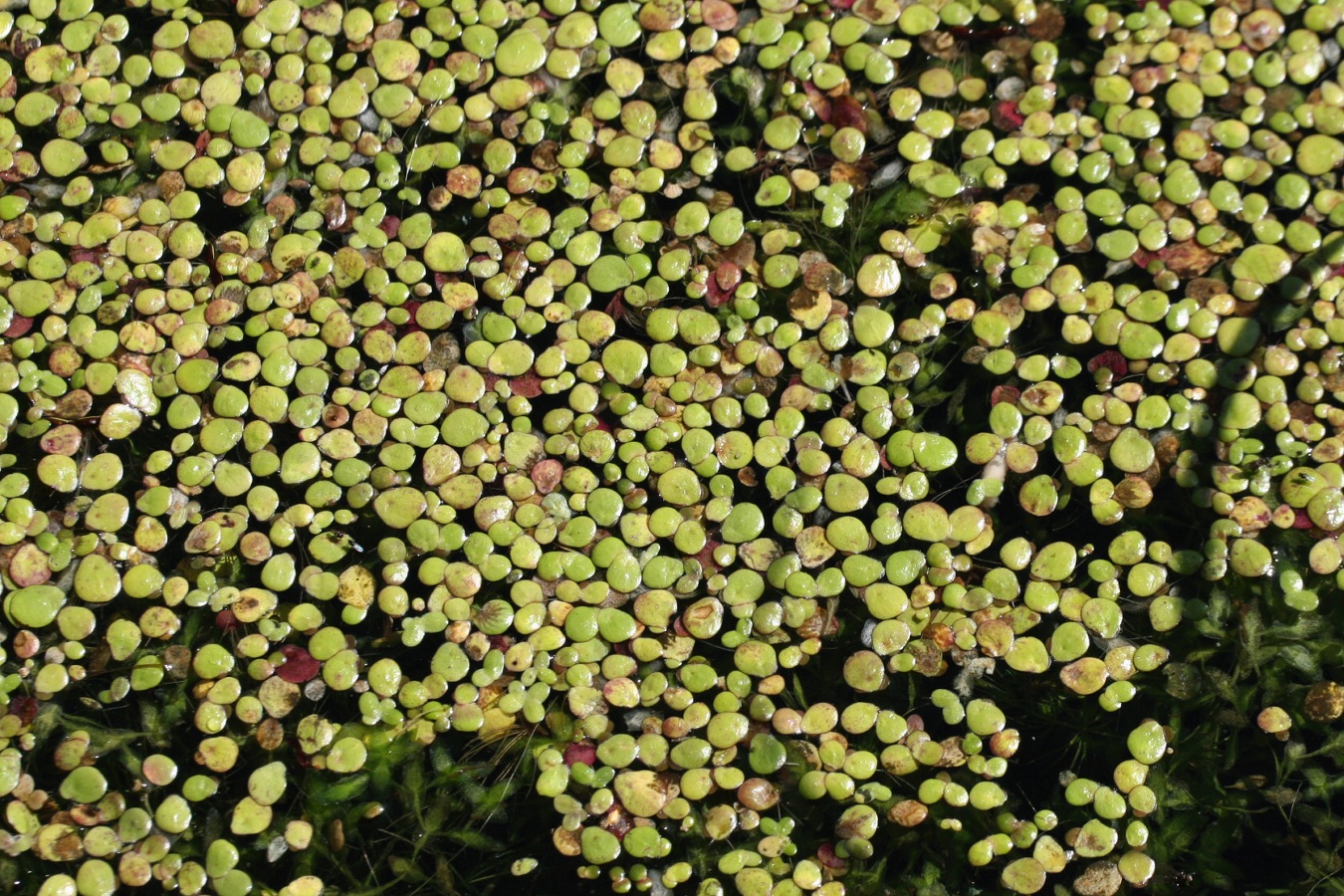 Изображение особи Spirodela polyrhiza.