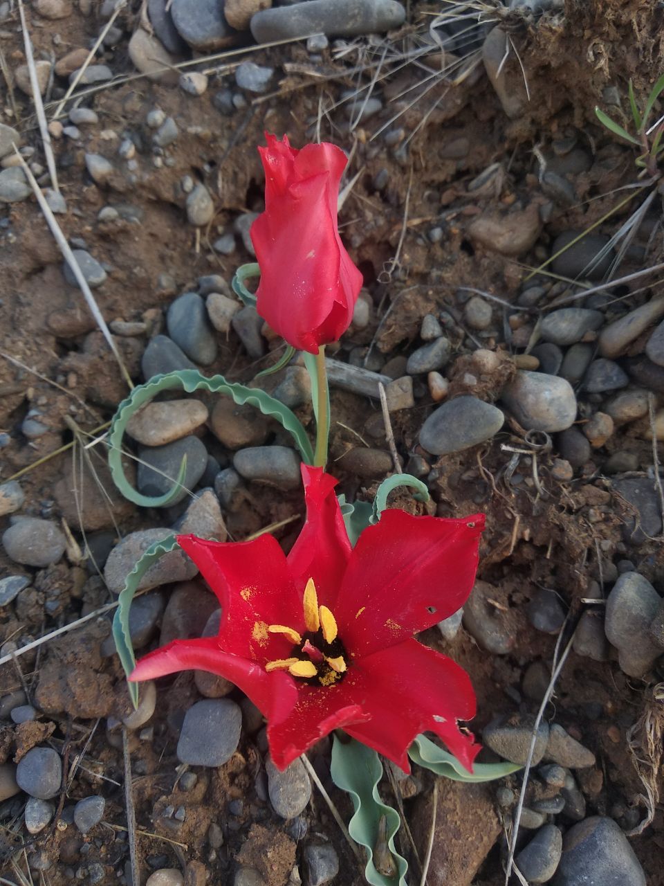 Image of Tulipa korolkowii specimen.