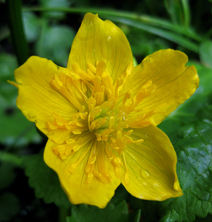 Изображение особи Caltha palustris.