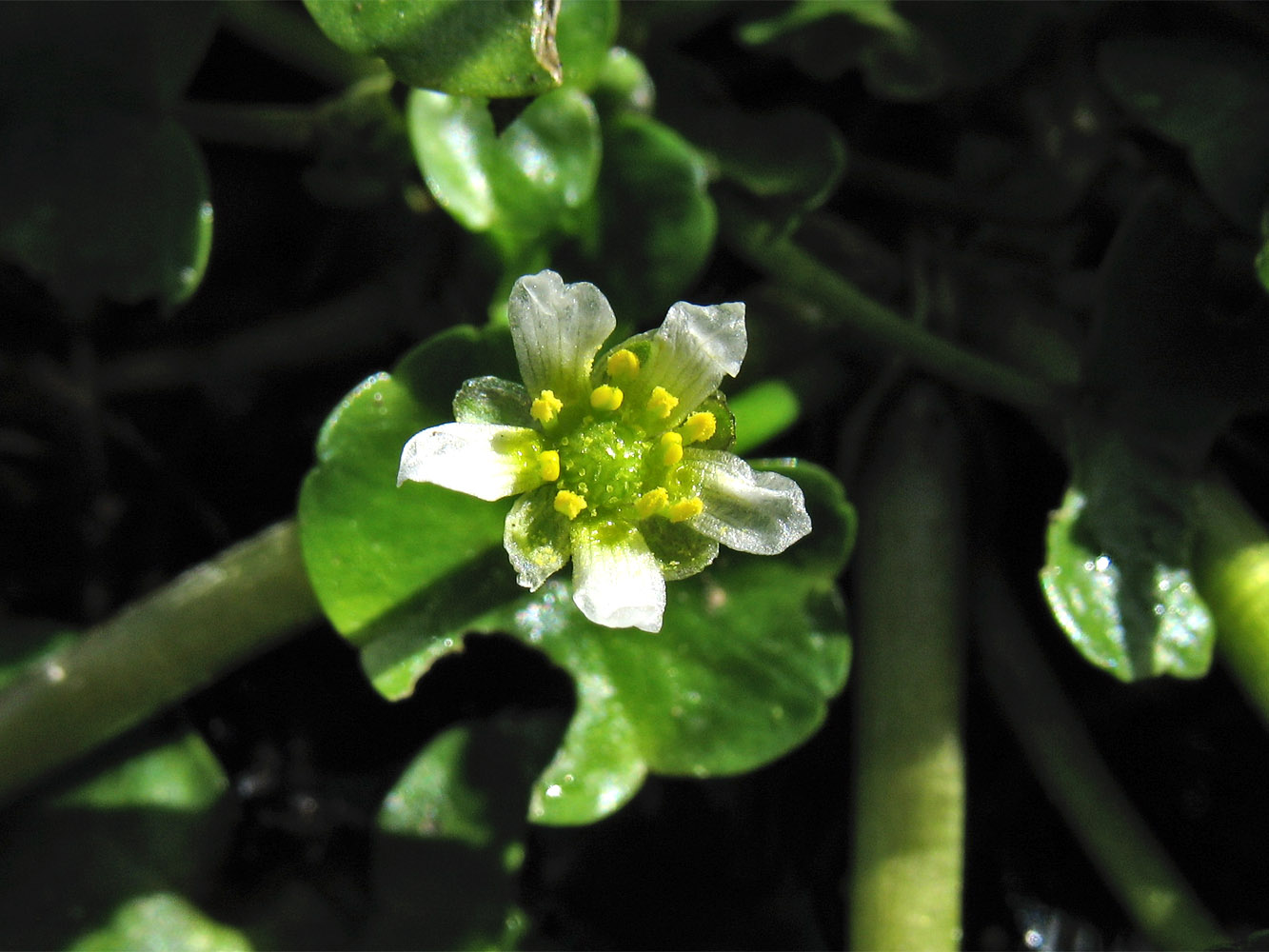 Image of Ranunculus hederaceus specimen.