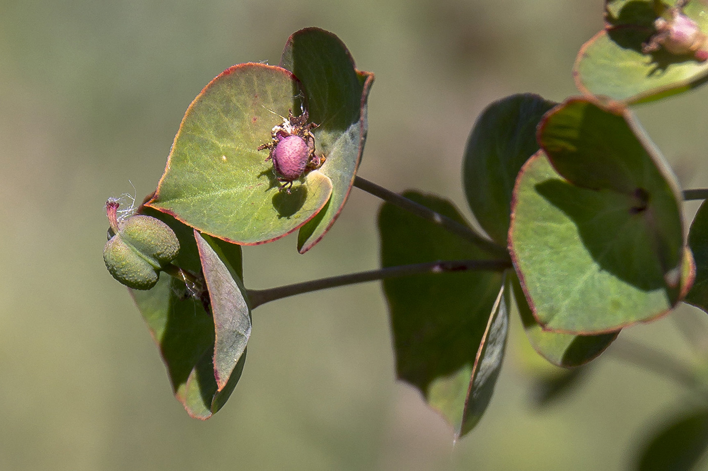 Изображение особи род Euphorbia.