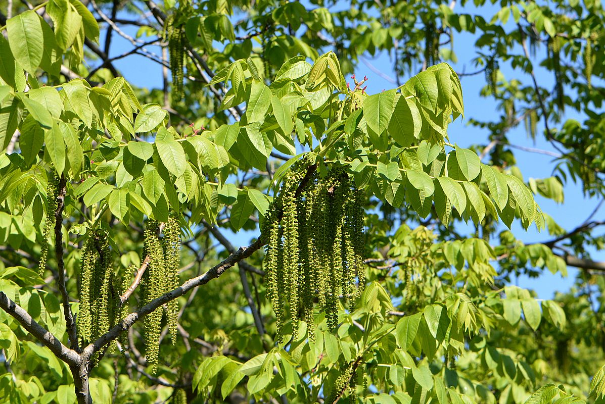 Изображение особи Juglans cinerea.