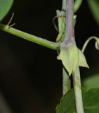 Passiflora ligularis