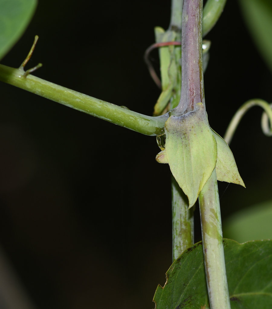 Изображение особи Passiflora ligularis.