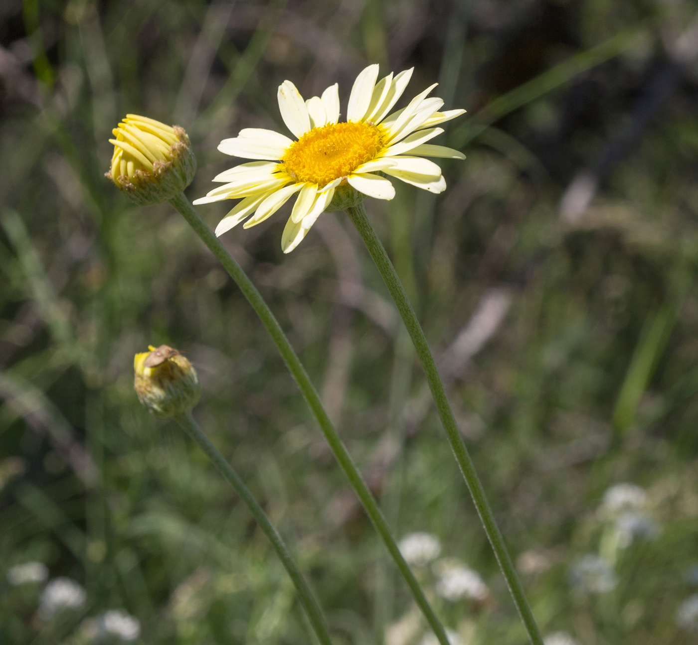 Изображение особи род Anthemis.